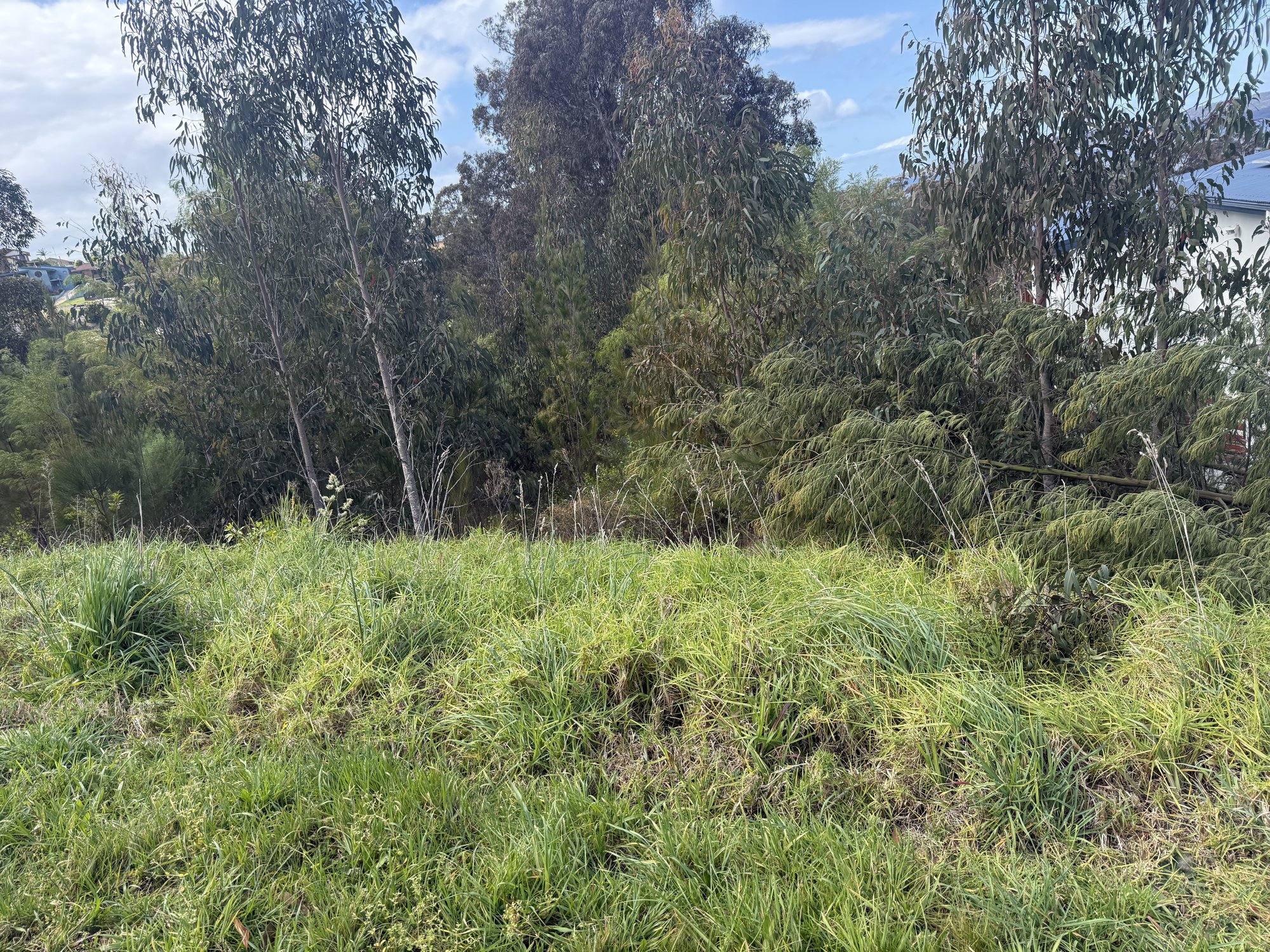 Micks Slashing recent work, Bega Valley
